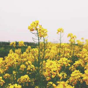 Variation 6: Canoe poco accorato