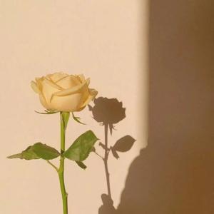 Bir Gul-孤城野人（深情版）