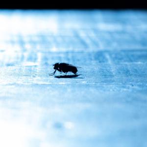 Insects