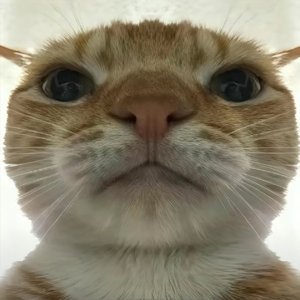 干からびた悪い実