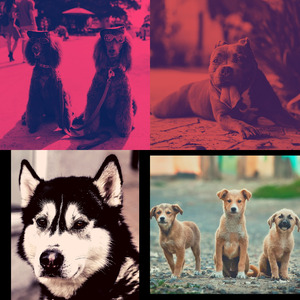 有趣训练犬情怀