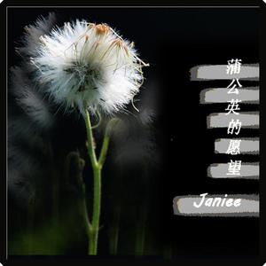 蒲公英的愿望