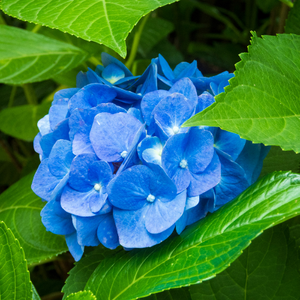 Hydrangea
