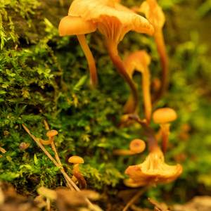 Hey Psilly Hey Cybin