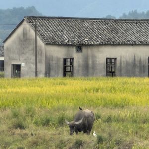 风来