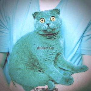 抚慰的睡猫回忆