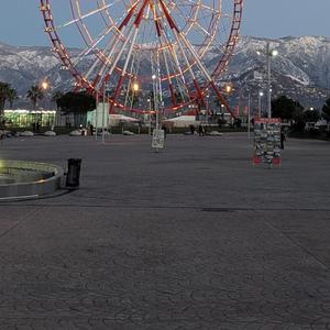 გიშრის წამწამა ყაყაჩო