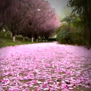 花落知多少（DJ默涵版） - 盲童音乐社、付俊博、吴亦强.wav