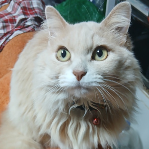 あなたがいたから