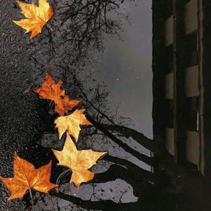 〖向师祖献上咸鱼〗主题曲《停焰》—甘璐&高飞