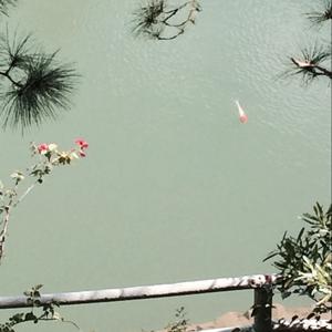 愿情（翻自 洪辰）