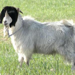 如果，這一切都是最後的幻想