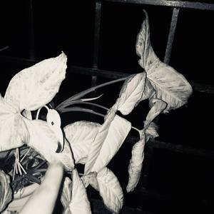 Chinbien (Remix Version)