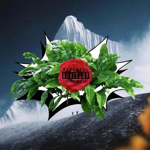 喜马拉雅红茶 混母