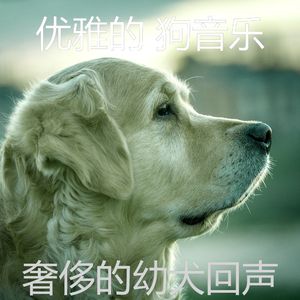 一尘不染幼犬印象数
