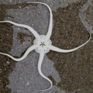 BOBBYNOPEACE X SASIOVERLXRD Type beat - 幻象