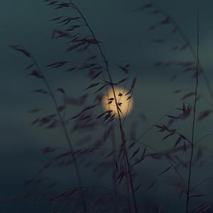 Moonlit Elegy