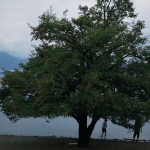 情困（lakeflow）