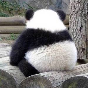 宾克斯的美酒 中文版（翻自 长岛雄一）