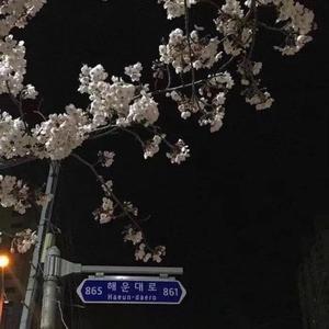 斑马斑马