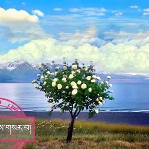 次仁卓嘎(首饰）