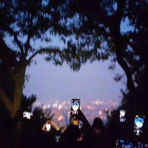 山茶花读不懂白玫瑰