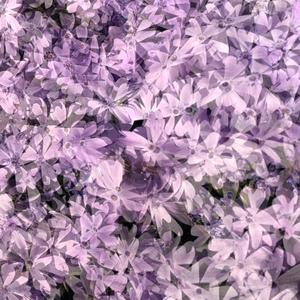 Hello Mother (it's nice to see you)