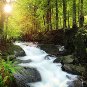 Light of Tranquility