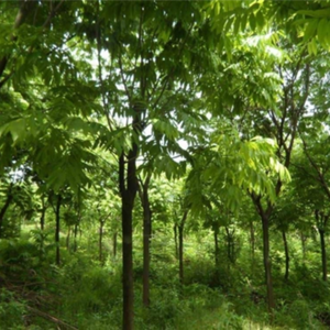 佛罗的街道小曲