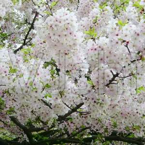 8 black and white rag