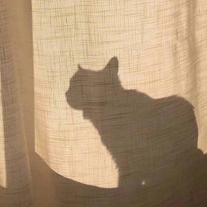 梦如幻境 星落如雨