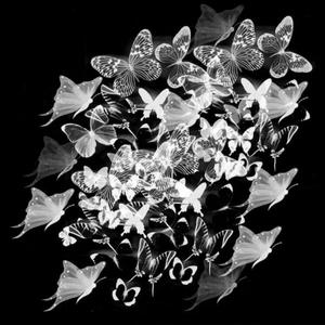 黒ネコのタンゴ