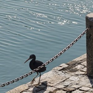 该死的泪（Cover：罗言）