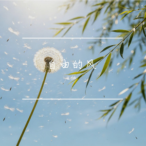 自由的风