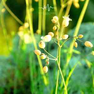 苦涩的回忆 (空灵声冥想)