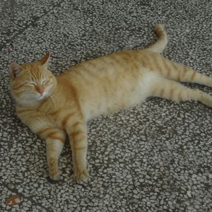 拥抱(冬版)（cover:张子枫）