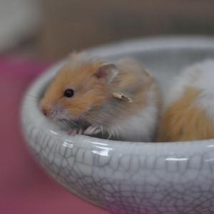 アイ情劣等生（翻自 鏡音リン）