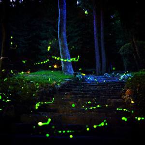 萤火（cover tfboys）