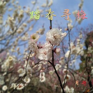 踏春寻梅