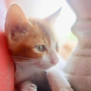 猫（翻自 DISH//）