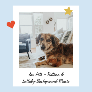 Cranky Cat Sleep Fast Lullaby