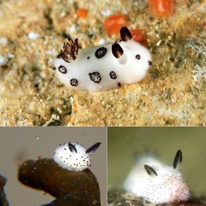 Amityville (sped up)