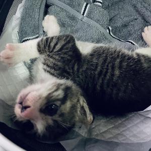 满舒克-做我的猫remix（我在厦门卖猪肉 remix）