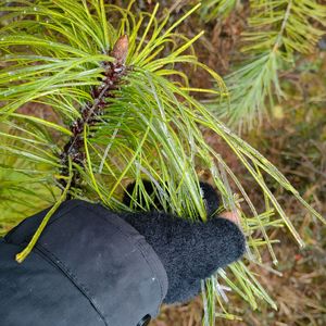 阿区（土嗨版）