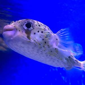 Like U in the Summer