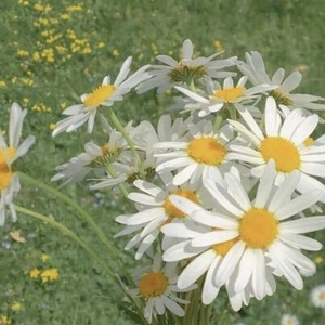 ✦✦✦✦✦ ✦✦✦✦✦✦