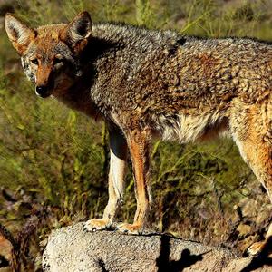 Coyote Man (feat. Aira Winterland)