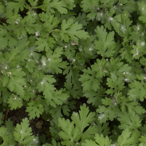 황혼의 빛에 대한 인식