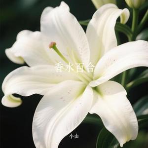 香水百合 (Cover 张韶涵  (Angela Zhang))
