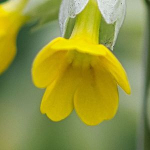 富士山下的樱花